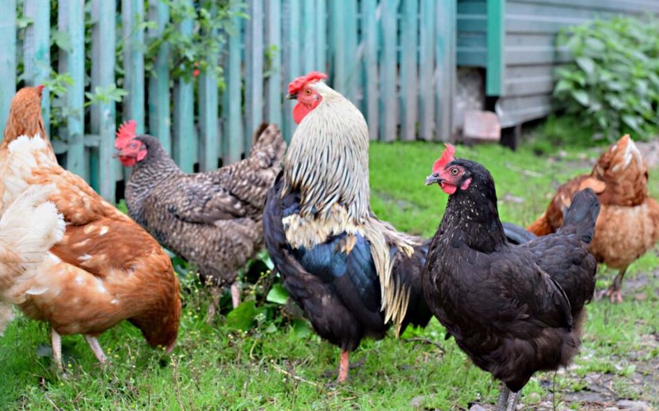 fowl