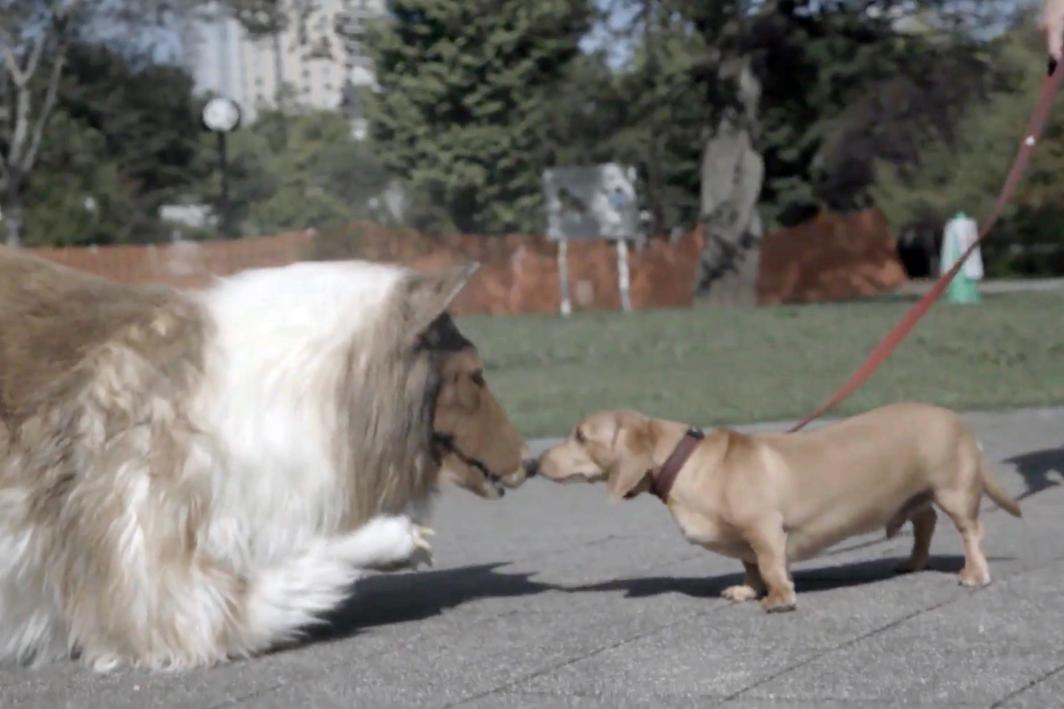 I want to meet a girl dog and be in movies - Man who spent ,000 to transform himself into collie dog speaks out