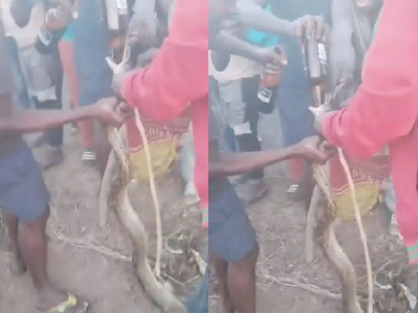 Video of drunk men forcing python to drink alcohol sparks police investigation