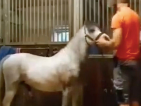 Shocking video of man being mounted by horse causes the case of Mr Hands to trend again (+18)
