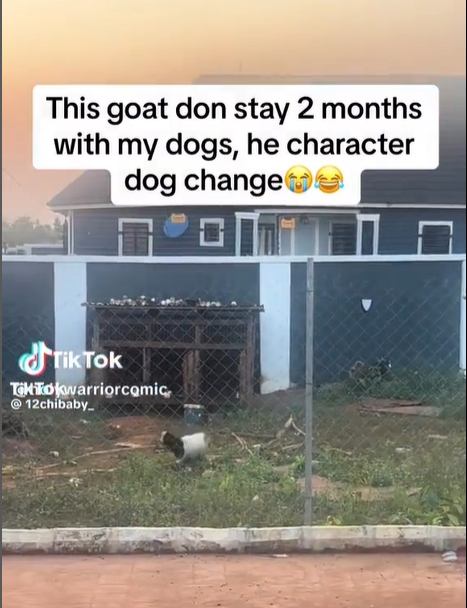 Man shocked after seeing his goat behave like a dog after staying with a husky for two months