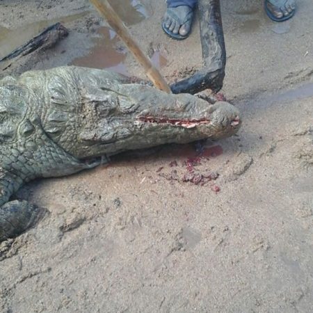 Horror! Commotion Strikes Village as 8-year-old Boy is Eaten Whole by Crocodile (Photos)