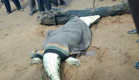 Horror! Commotion Strikes Village as 8-year-old Boy is Eaten Whole by Crocodile (Photos)