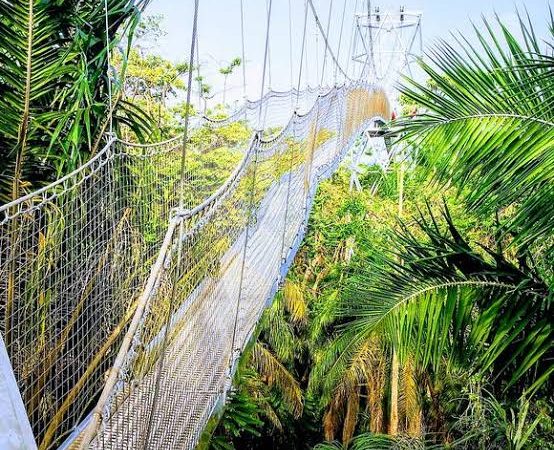 Lagos govt orders closure of Lekki Conservation Centre over faulty walkway
