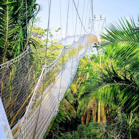 Lagos govt orders closure of Lekki Conservation Centre over faulty walkway