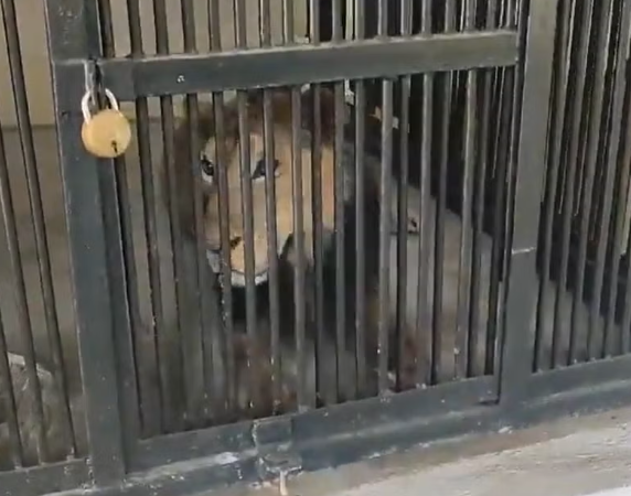 Man is mauled to death after climbing into lion enclosure to take selfie with it