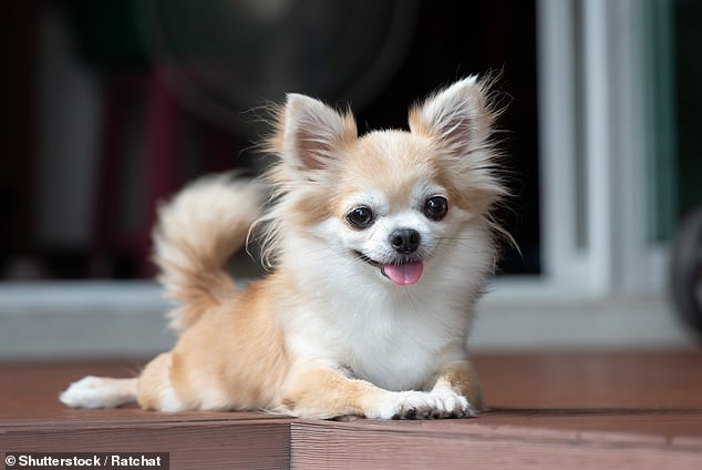 Man hospitalised after catching a rare bug from his pet Chihuahua