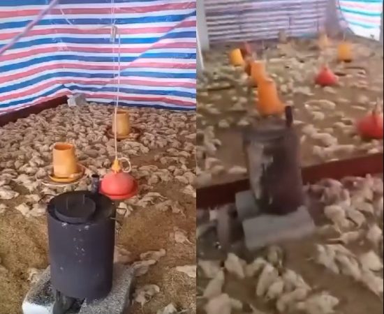 Poultry farmer returns to the UK after his former staff killed all his livestock (video)