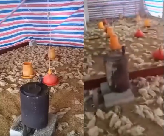 Poultry farmer returns to the UK after his former staff killed all his livestock (video)