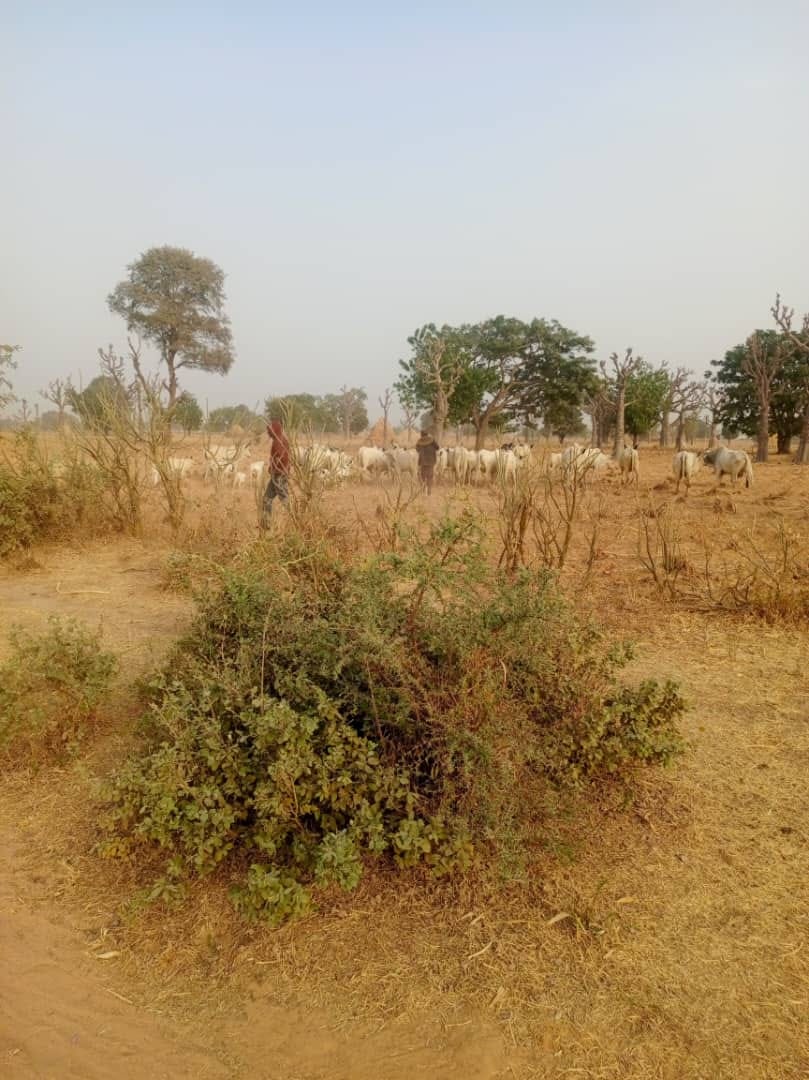 Police arrest Kaduna bandit planning to set up camp in Kano forest