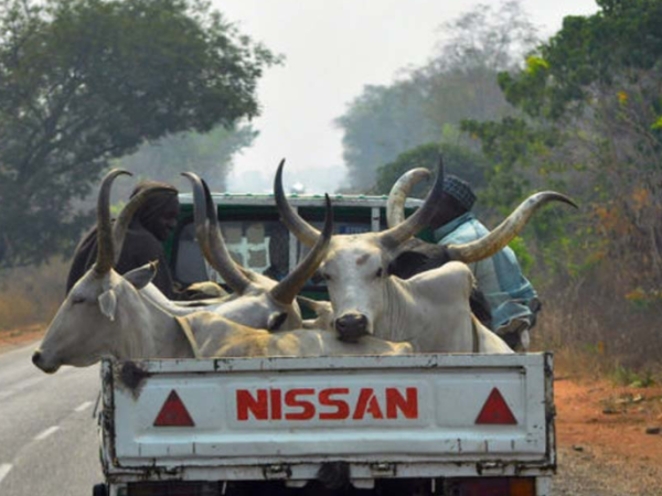 FRSC to impound vehicles transporting human beings with animals