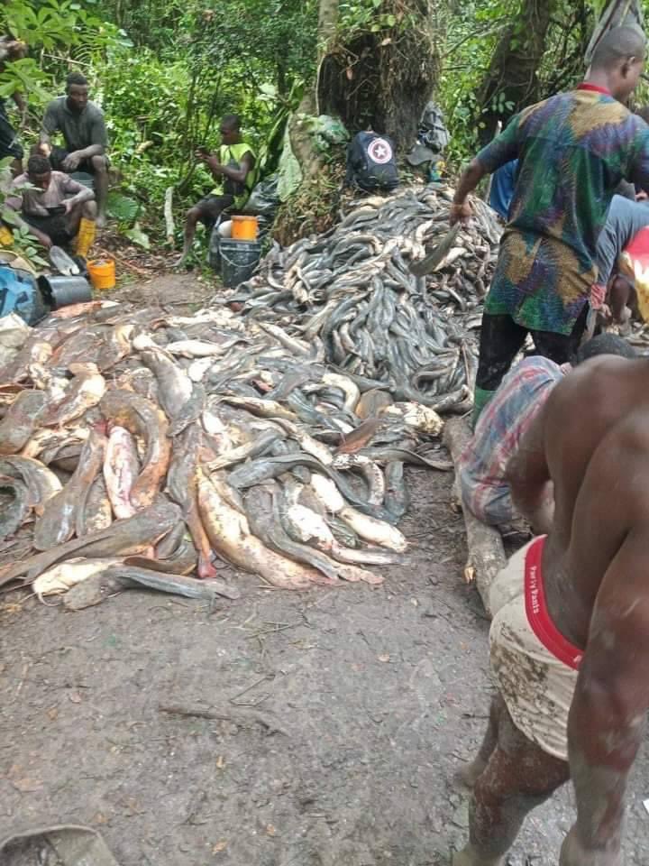 Heaps of fish gathered as Ogba Land celebrates fishing festival in Rivers State (photos/video)