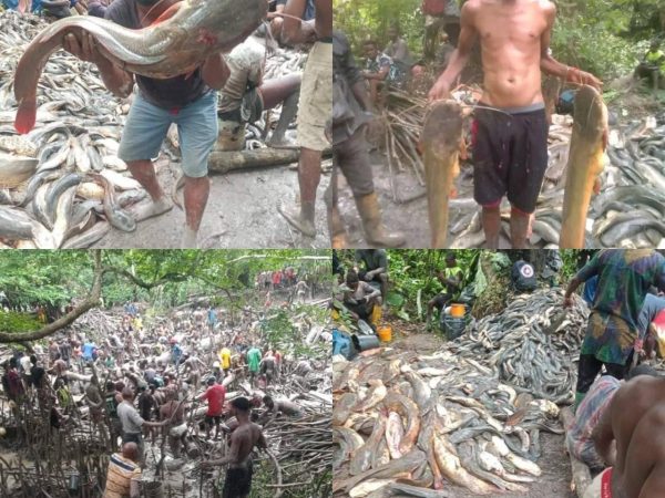 Heaps of fish gathered as Ogba Land celebrates fishing festival in Rivers State (photos/video)