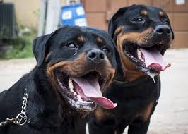 Cage your pets or be arrested – Osun Police warns as it raises alarm over rising cases of Dog bites
