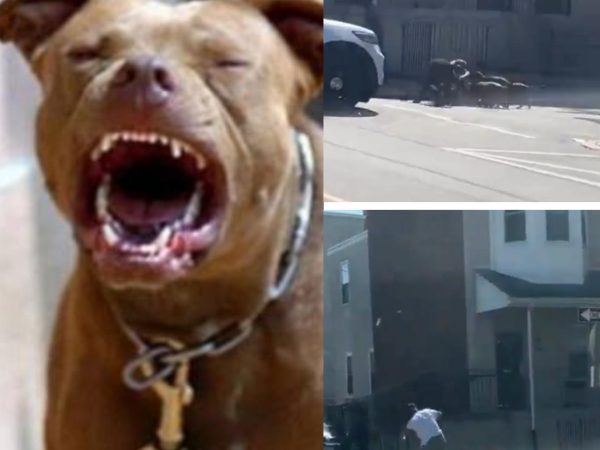 Four pitbull dogs maul man on street in broad daylight after he tried protecting his dog from being attacked (video)