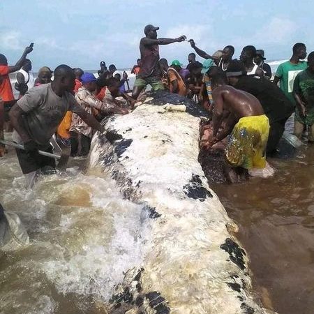 Stop consuming dead whales, it could result in mercury poisoning – Bayelsa govt warns residents