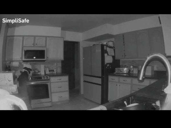 Dog turns on gas cooker and burns down home while family was asleep