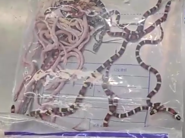 Man caught by customs hiding 104 live snakes inside his p@nts (Video)