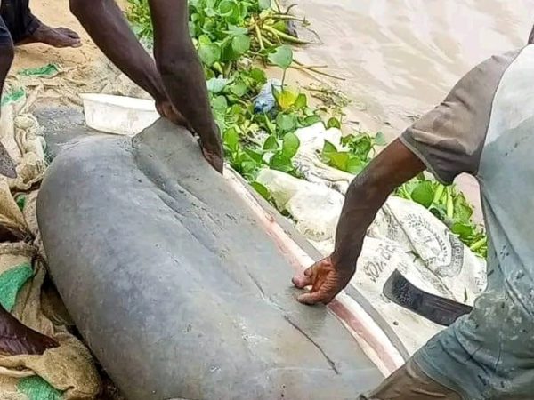 Fishermen catch and butcher marine animal, Manatee in Bayelsa community