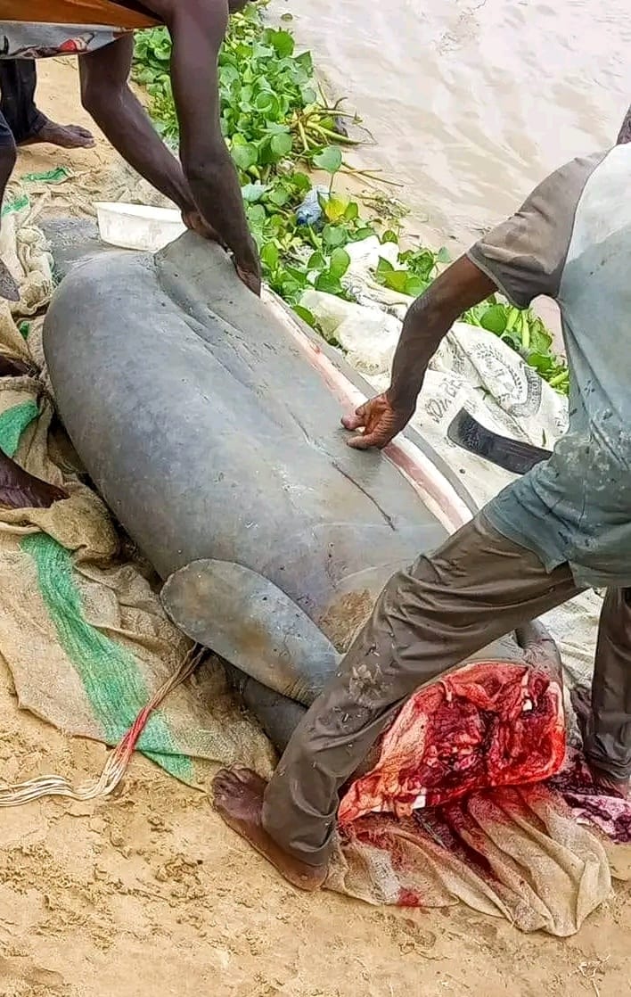Fishermen catch and butcher marine animal, Manatee in Bayelsa community