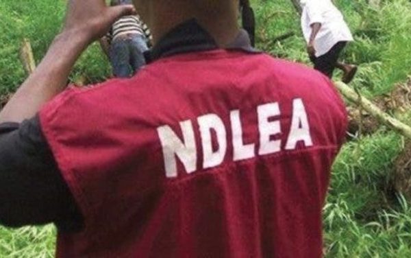 Kano LG polls: 20 aspirants tested positive for cannabis, codeine, others – NDLEA