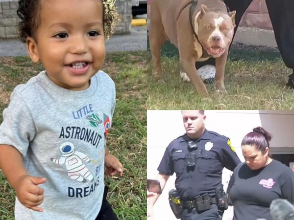 Boy, 1, k!lled after babysitter’s pit bulls used him for ‘tug of war’
