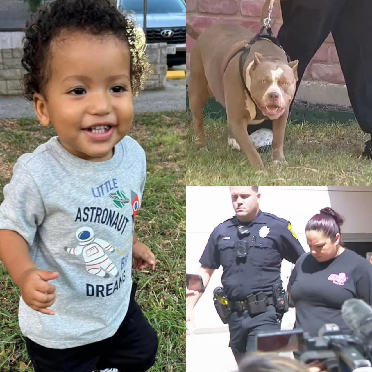 Boy, 1, k!lled after babysitter’s pit bulls used him for ‘tug of war’