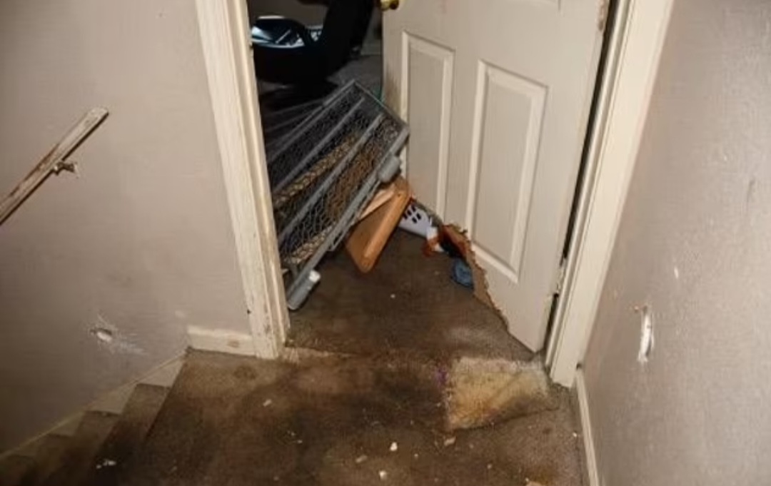 Boy, 1, k!lled after babysitter