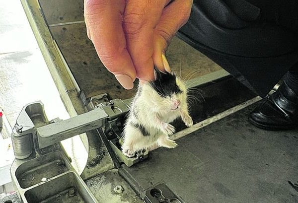 Aircraft grounded after 130 hamsters flood plane mid air