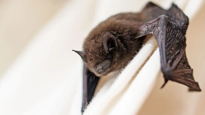 Fresh fears over another pandemic as new type of Coronavirus is discovered in bats